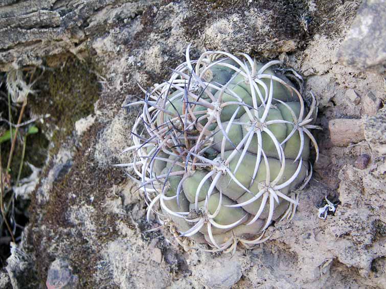 Gymnocalycium pflanzii
